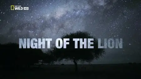 National Geographic - Wild: Night Of The Lion