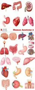 Vectors - Human Anatomy 2