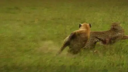 ORF - Hyaena Queen of the Masai Mara (2013)