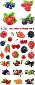 Vectors - Different Berries Set 2