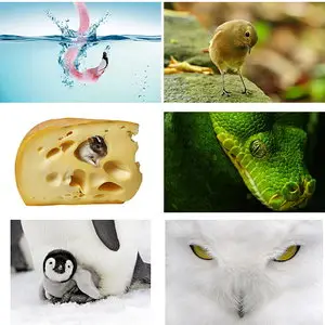 Wallpapers Animals. Set 13
