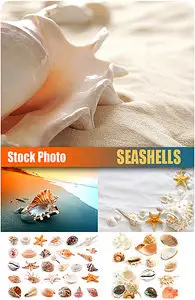 UHQ Stock Photo - Seashells