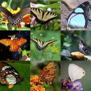 Butterflies Wallpapers 3