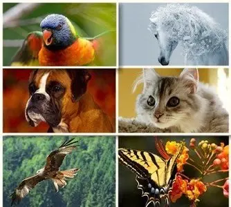HD Wallpapers Pack 123