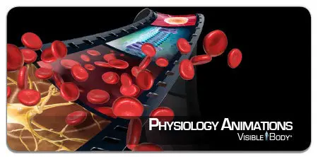 Visible Body Physiology Animations v2014