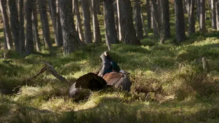 Wild Isles S01E02