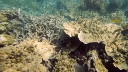 BBC - Wonders of the Great Barrier Reef (2018)