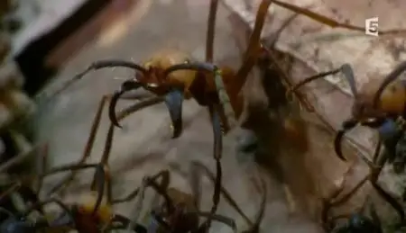 (Fr5) La cité des fourmis (2012)