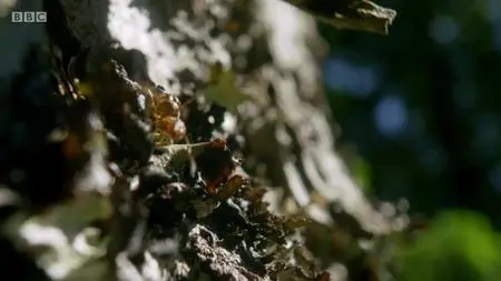Natural World S37E08