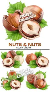Nuts 3