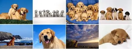 HQ Wallpapers - Dogs