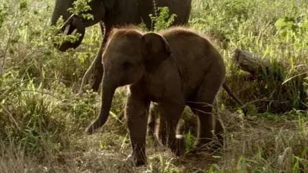 BBC Natural World - Sri Lanka: Elephant Island (2013)