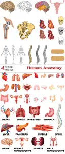 Vectors - Human Anatomy