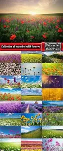 Collection of beautiful wild flowers