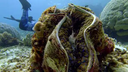 NHK - The Moons Spell on the Great Barrier Reef (2014)