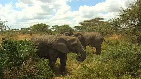 Living Landscapes - Wild Africa (2009)