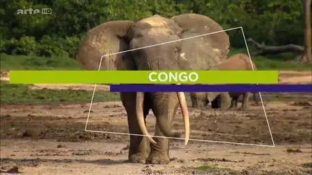 (Arte) Congo (2016)