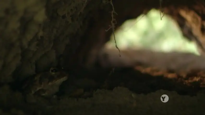 PBS Nature - Animal Homes: Animal Cities (2015)