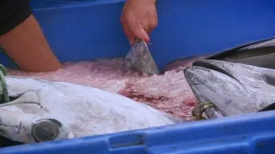 Sushi: The Global Catch (2012)