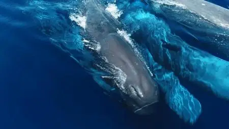 Whale Wisdom (2019)