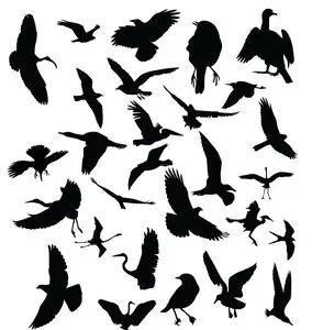 Bird silhoutte vector and brushes