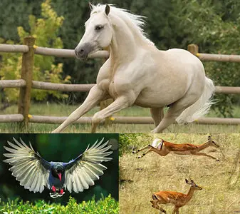 Animals wallpapes (part-19) by nko