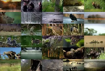 Bohemia: A Year in the Wetlands (2011)