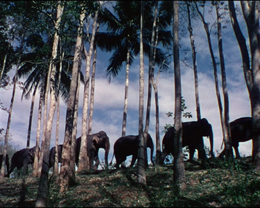 Elephant Walk - by William Dieterle (1954)