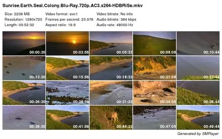 Sunrise Earth Seal Colony