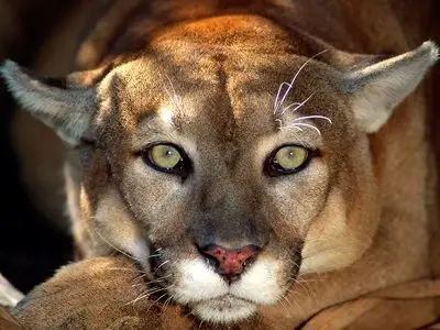 Big Cats