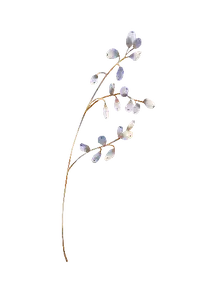 Watercolor Collection Gentle Botany Clipart UXEU6JH