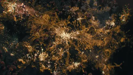 The Last of Us S02E03
