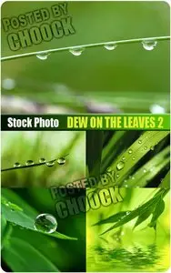 Dew on the leaves 2 - Stock Photo