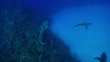 Smithsonian Ch. - Castro's Secret Reef (2015)