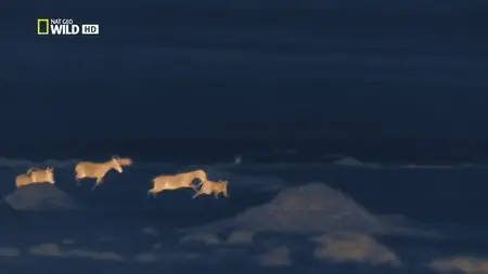 National Geographic - Wild: Night Of The Lion