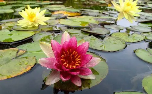 Widescreen Nature wallpapers. Part5!