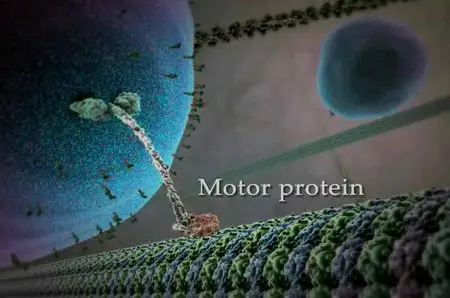 Harvard BioVisions – The Inner Life Of The Cell