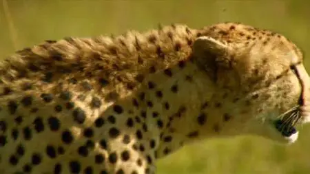 ORF - Hyaena Queen of the Masai Mara (2013)