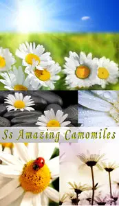 Camomiles 
