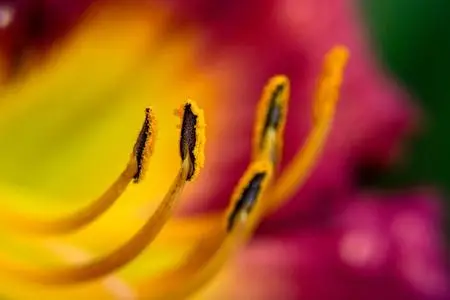 Intro to Macro Photography, Shooting Flowers Close Up