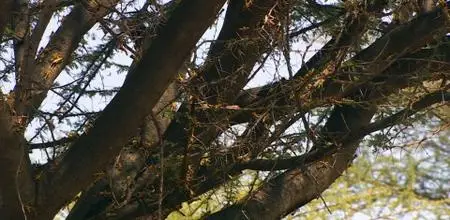 BBC Our World - Kenya's Locust Hunters (2020)