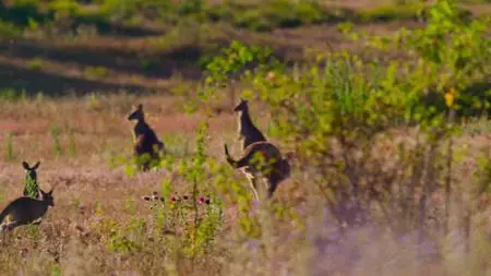 Kangaroo Valley (2022)