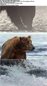Bears (2014)