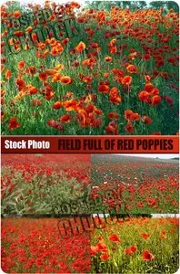 Stock Photo: Field full of red poppies