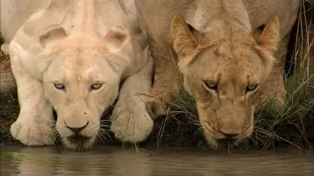 PBS Nature - The White Lions (2012)