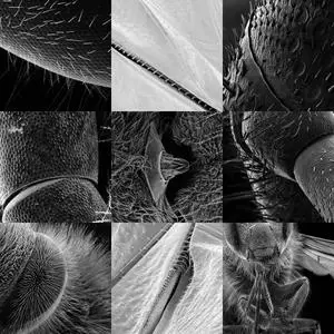 MicroView wallpapers (Electronic Microscope Photography)