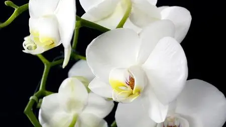 Growing orchids at home