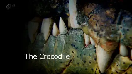 Ch4 Inside Natures Giants - Crocodile (2009)