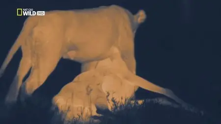 National Geographic - Wild: Night Of The Lion