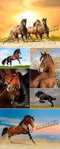 Stock Photo - Horses 2